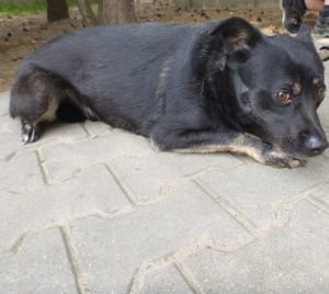 Pies, samiec, czarny średni, przekazany do Schroniska w dniu 06.05.2022 r.