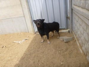 Pies samiec, czarnym mały, przekazany do Schroniska w dniu 06.05.2022 r.